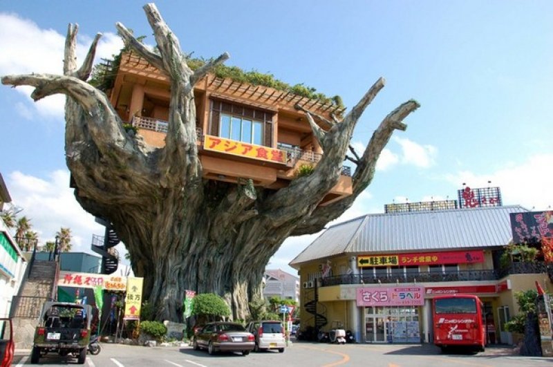 Okinawa Ağaç Restoranı